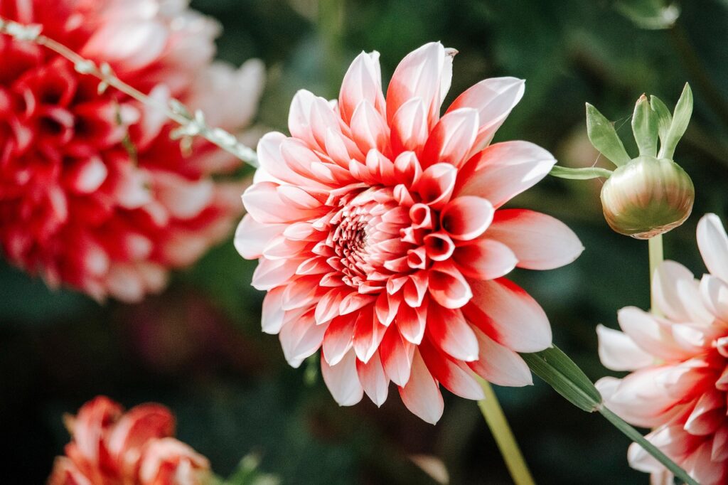 dahlia tuber sale directory